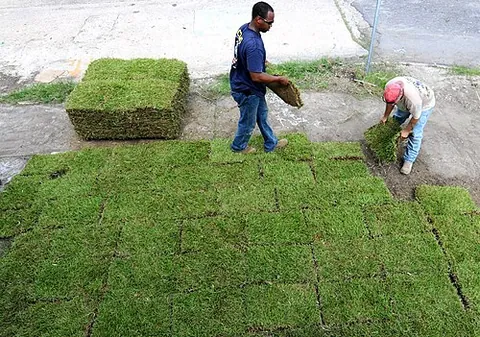 sward: earth which grass has grown into the upper layer of; greensward, sod, turf; (countable) a portion...