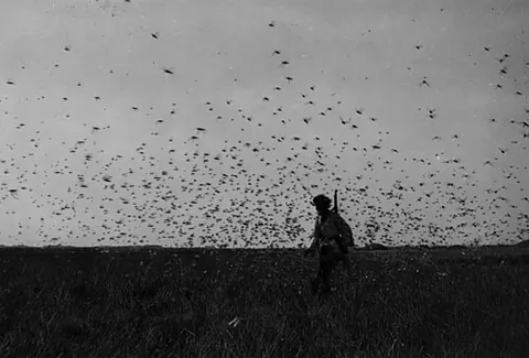swarm: a large number of insects or other bugs (e.g. centipedes), especially when in motion or (for bees)...