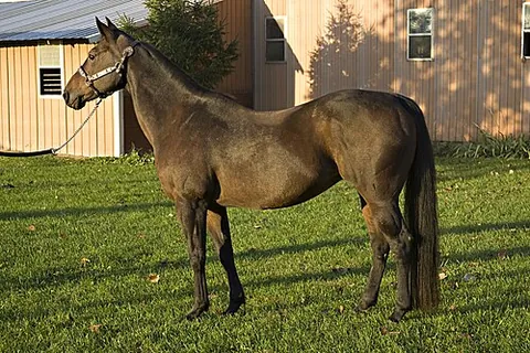 swayback: an excessive sagging of the spine of a quadruped animal, especially a horse
