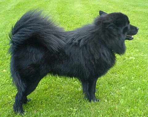 swedish lapphund: a breed of dog of the spitz type from Sweden, used by the Sami people for herding and guarding...