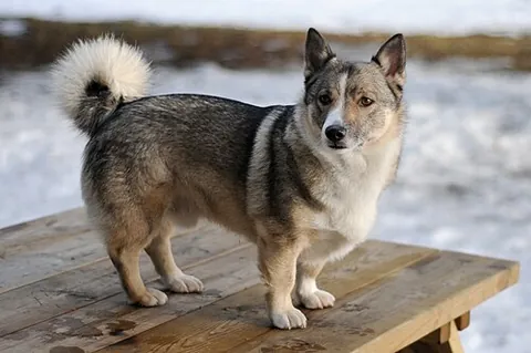 swedish vallhund: a dog of a small, powerful breed associated with the Vikings