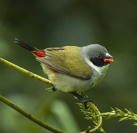 swee: a finch of species Coccopygia melanotis, found in sub-Saharan Africa