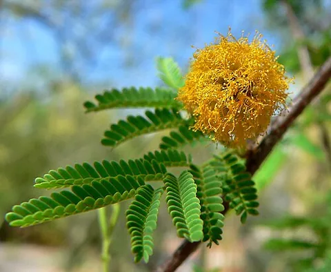 sweet acacia: acacia suaveolens (sweet wattle), a shrub endemic to Australia