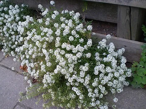 sweet alyssum: a low-growing flowering annual (Lobularia maritima)