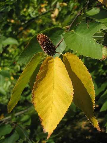 sweet birch: a tree of the species Betula lenta, with a dark bark resembling a cherry tree's and an aromatic...