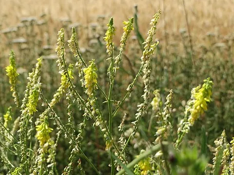 sweet clover: a plant of any species in the genus Melilotus