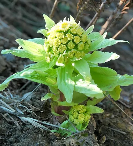 sweet coltsfoot: various plant species of the genus Petasites