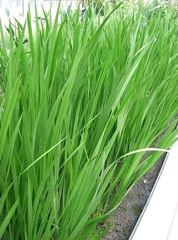 sweet flag: a perennial wetland plant, Acorus calamus, with an aromatic medicinal root, formerly used to strew...