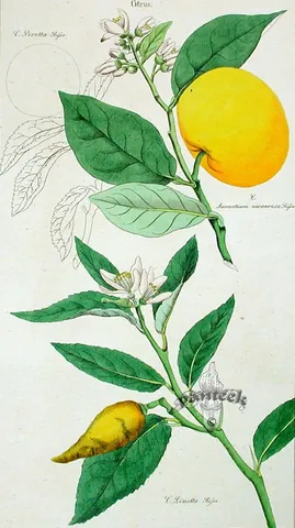 sweet lime: sweet lemon