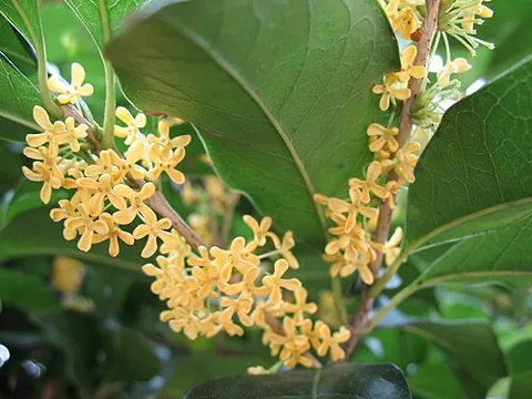 sweet osmanthus: a shrub or tree of the species Osmanthus fragrans, native to east Asia and prized for its fragrant...