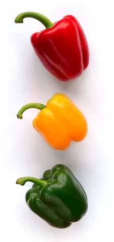 sweet pepper: the fruit of a nonspicy cultivar of pepper, Capsicum annuum, marketed in green-, red-, yellow- and...