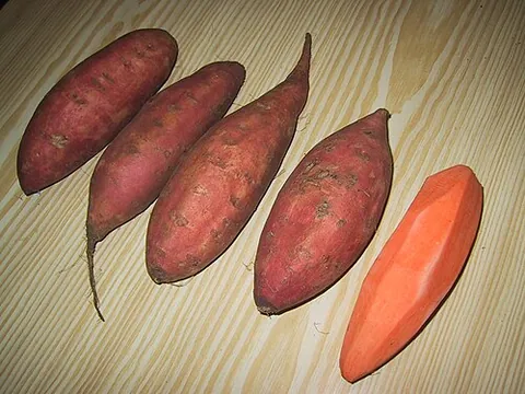sweet potato: a tropical perennial American vine, Ipomoea batatas, having a fleshy tuber