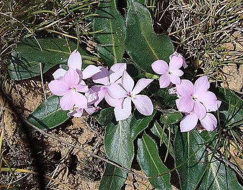 sweet shaggytuft: a perennial plant with small lavender-colored flowers, native to the Americas, of species...