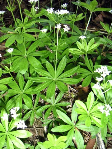 sweet woodruff: an aromatic perennial plant, formerly used as a strewing herb, Galium odoratum (formerly Asperula...