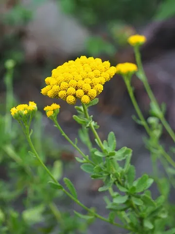 sweet yarrow: sweet maudlin (Achillea ageratum)