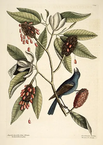 sweetbay magnolia: magnolia virginiana, native to lowlands from New Jersey to Florida and Texas