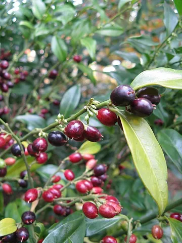 sweetbox: a slow-growing evergreen ground cover Sarcococca humilis with insignificant white flowers with a...