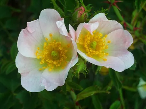 sweetbrier: a Eurasian rose (Rosa rubiginosa, syn. Rosa eglanteria), having prickly stems, fragrant leaves,...