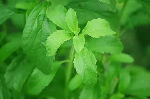 sweetleaf: any plant of the genus Stevia, from which stevia is extracted