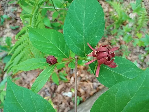 sweetshrub: a deciduous flowering plant of the genus Calycanthus with aromatic bark and flowers