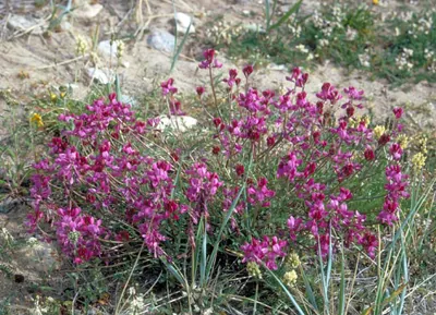 sweetvetch: any of the flowering plants of genus Hedysarum