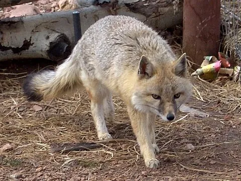 swift fox: vulpes velox, a species of fox found in the central United States