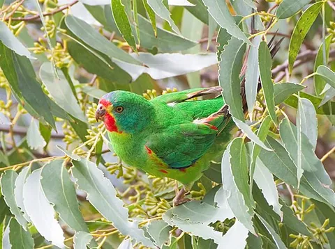 swift parrot: a true parrot, of the endangered species Lathamus discolor, which breeds in Tasmania and migrates...