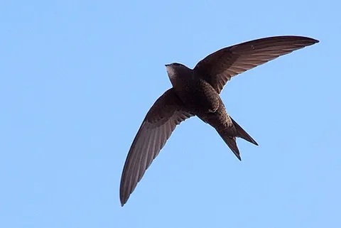 swift: fast; quick; rapid