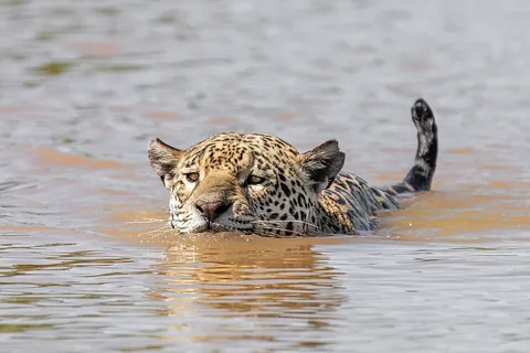 swim: to move through the water, without touching the bottom; to propel oneself in water by natural means