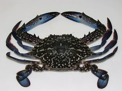 swimming crab: any of many marine crabs of the family Portunidae, whose hindmost legs are flattened into paddles