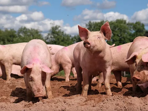 swine: a pig, an animal of family Suidae, especially in agricultural contexts
