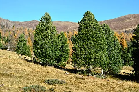 swiss pine: a pine tree of the species Pinus cembra, native to alpine Europe, North Africa, and western Asia