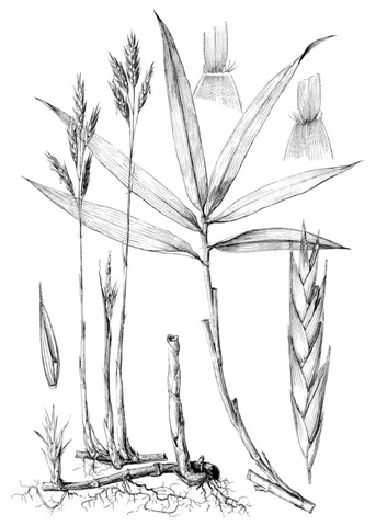 switch cane: a bamboo native to the Southeastern United States, Arundinaria tecta or Arundinaria gigantea