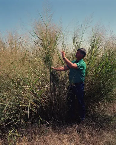 switch grass: panicum virgatum, a dominant species of the central North American tallgrass prairie