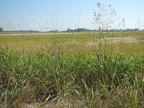 switchgrass: a tall North American perennial grass, of species Panicum virgatum, used as forage and to make hay