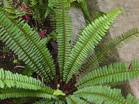 sword fern: any fern in the genus Nephrolepis, typically with long, straight-sided fronds shaped like a...