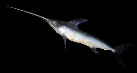 swordfish: a large marine fish with a long, pointed bill, Xiphias gladius