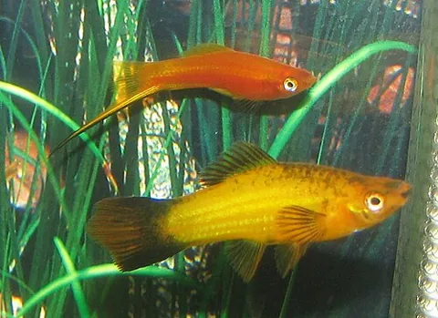 swordtail: one of many species of freshwater fish, in genus Xiphophorus, others of which are called platyfish