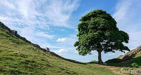 sycamore: any of several North American plane trees, of the genus Platanus, especially Platanus occidentalis...