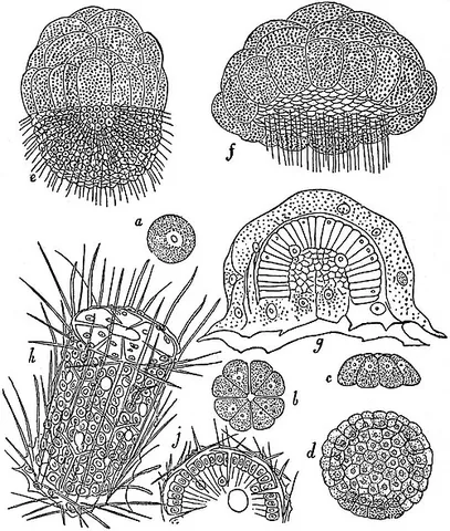 sycon: any sponge of the genus Sycon