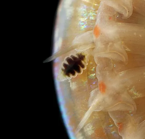 syllid: any polychaete worm of the family Syllidae