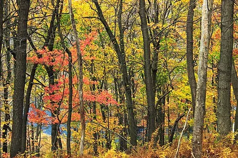 sylvan: pertaining to the forest, or woodlands