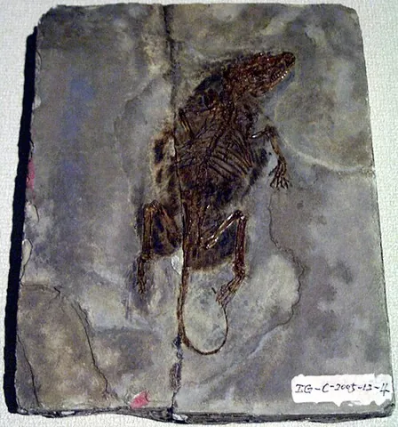 symmetrodont: any Mesozoic mammal of the order Symmetrodonta