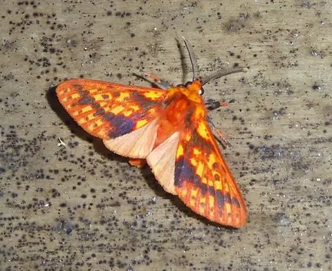 symphlebian: any arctiine moth of the genus Symphlebia