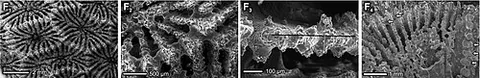 synapticula: one of numerous calcareous processes which extend between, and unite, the adjacent septa of certain...