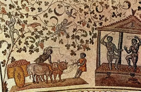 syrah: a dark-skinned variety of grape, used to produce red wines