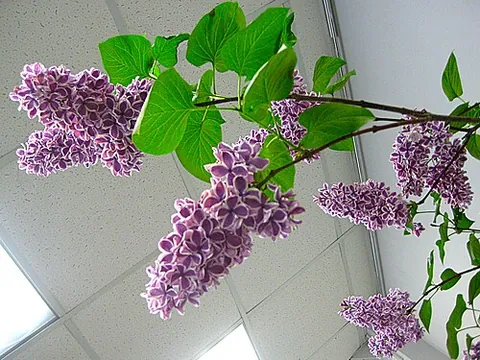syringa: sweet mock orange (Philadelphus coronarius)