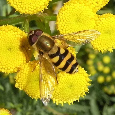 syrphid: of or pertaining to flies of the family Syrphidae