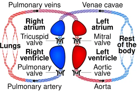 systemic circulation: the part of blood circulation which carries oxygenated blood away from the heart, to the body, and...