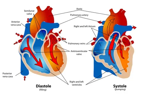 systole: the rhythmic contraction of the heart, by which blood is driven through the arteries